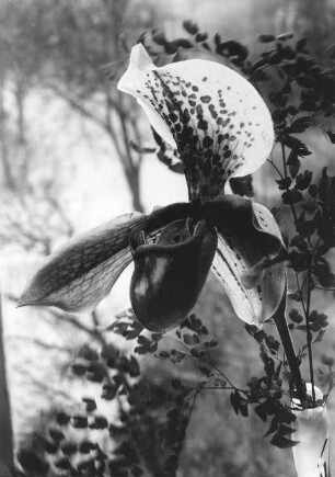 Venusschuh - Paphiopedilum insigne PFITZ., Blüte