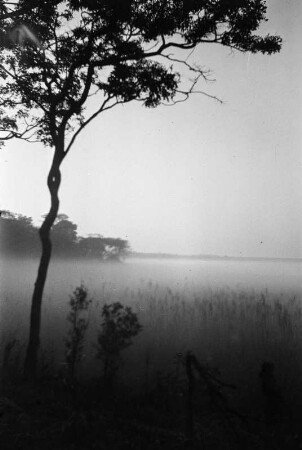 Morgennebel : Dichter Nebel am Morgen in einer Flussaue des Musonwedzi.