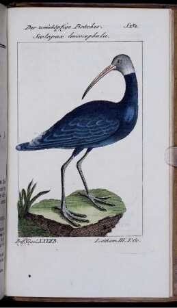 Der weisköpfige Bracher. Scolopax leucocephala.