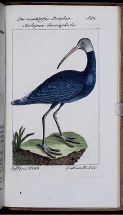 Der weisköpfige Bracher. Scolopax leucocephala.