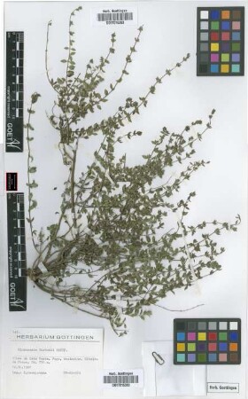 Micromeria forbesii Benth.