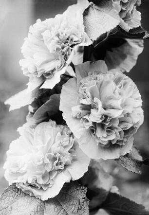 Kamelie (Camellia japonica). Blüte (gefüllte Zuchtform)