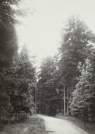 Forstrevier Hinterhermsdorf. Forststraße südlich des Ortes