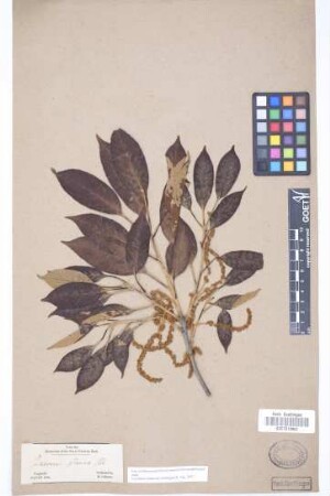 Quercus glauca Thunb.