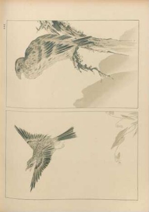AAE [Deux oiseaux. - Étude anonyme]