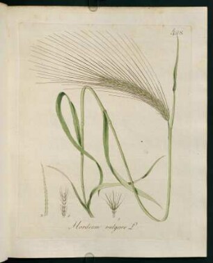 Hordeum vulgare L.