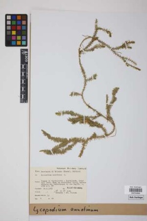 Lycopodium annotinum annotinum L.