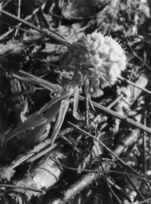 Weiße Pestwurz (Petasites albus), Pflanzenart in der Familie der Korbblütler (Asteraceae)