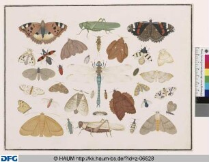 Libelle, Großer Fuchs, Admiral und andere Falter und Insekten