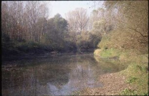 Rheinaue