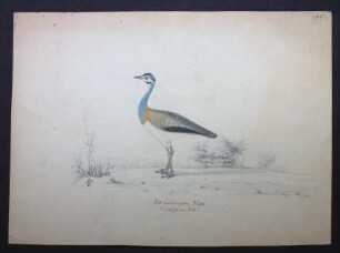 Eupodotis senegalensis (Vieillot, 1821), Senegaltrappe