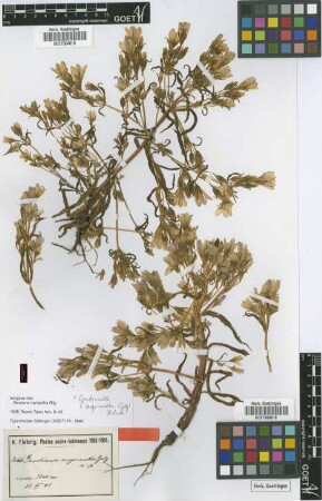 Gentiana myriantha Gilg [isotype]