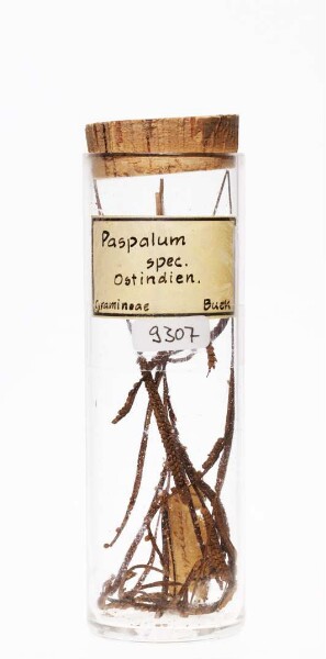 Paspalum sp. aus Ostindien [Süd- und Südostasien]