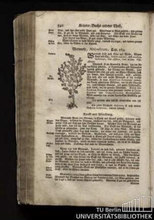 Cap. 169. Wermuth, Absynthium.