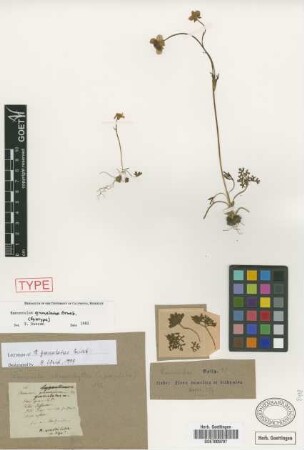 Ranunculus granulatus Griseb. [lectotype]