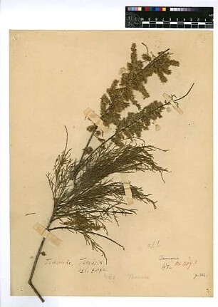 Tamaricaceae Tamarix jordanis Boissier, Edmond (1810 - 1885) [Ror, roor]