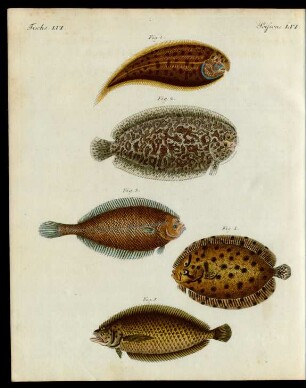 Merkwürdige Fische.