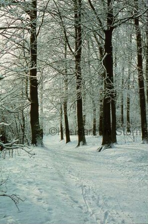Kurpark: Weg mit Spuren im Schnee: hinten Bäume
