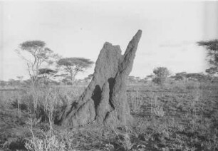 Termitenhügel bei Arusha : Termitenhügel in einer Savannenlandschaft