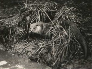 Fischotter (Lutra lutra) nach Verlassen des Wassers