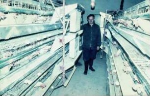 Fotografie: Tierproduktionsverfahren, Legehenne, Käfighaltung