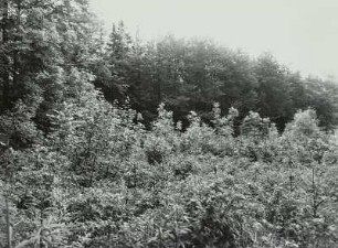 Mischwald. Anflug und Bestand