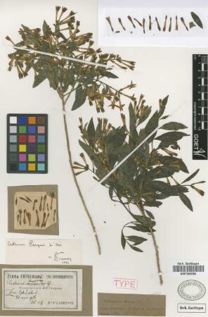 Cestrum campestre Griseb. [type]