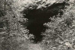 Fledermäuse (Chiroptera). Fledermausstollen