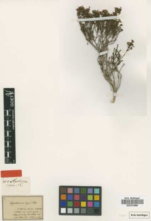 Agathosma nigra Eckl. & Zeyh. [type]