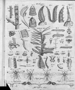 Tafel 5 zu Isis 1820 Heft V. 1820