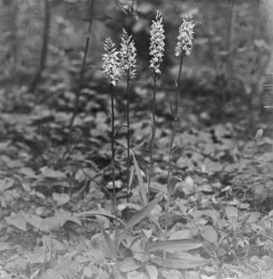 Geflecktes Knabenkraut : Geflecktes Knabenkraut (Dactylorhiza maculata Soó).