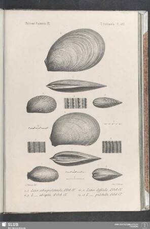 Pl. 423