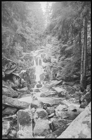 Wernigerode. Waldmotiv Steinerne Renne