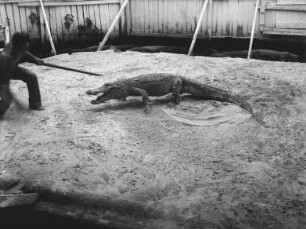 Alligator Show (USA-Reise 1933)