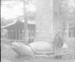 Glasdia von einer riesigen Holzschildkröte im Fuß eines großen Balkens ("Tai miau" ?)