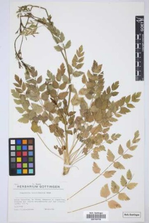 Pimpinella dendrotragium Webb & Berthel.