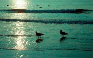 Norderney: Möwen spazieren im Watt