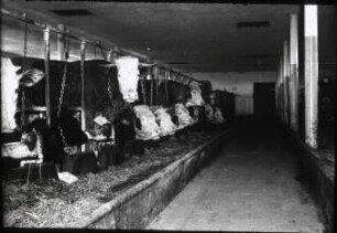 Rinderstall; Mustergut Heinrich R. Thiel, Raucherberg bei Weilheim