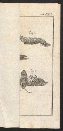 Tab. XXXVI.