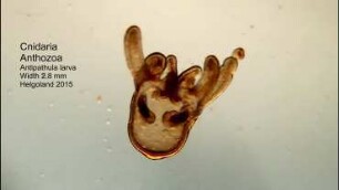 Antipatula Helgoland 2015