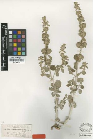 Marrubium ballotoides Boiss. [type]