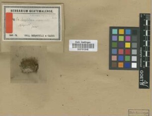 Aongstroemia alpina Müll.Hal. [isotype]