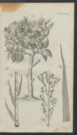 Tafel XXVIII.