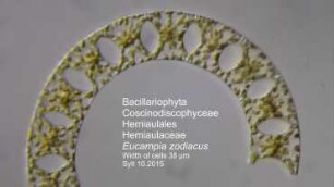 Eucampia zodiacus Sylt 2015