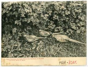 China Pheasants, the Game Birde of the Northwest, in the Wild