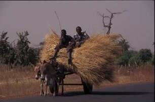 Gambia. Junge Bauer auf einem Karren in Gunjur