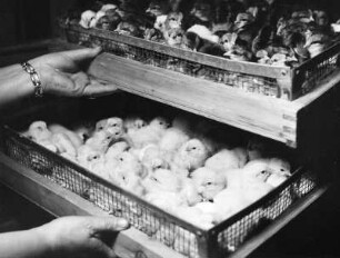 Werdenstein. Hühnerfarm Elgass. Kästen mit Küken