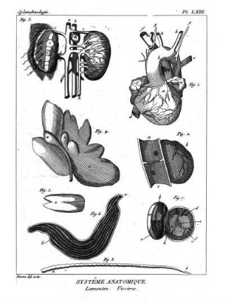 Pl. LXIII. Systême Anatomique. Lamantin. Viscères.