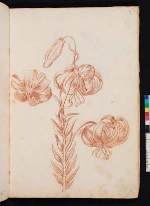 Feinblättrige Lilie nach Maria Sibylla Merian, Blumenbuch, Faszikel I, Taf. 9