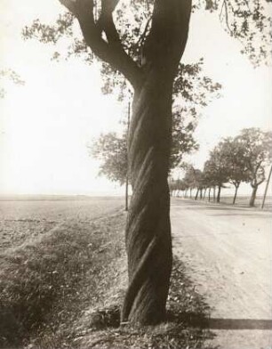 Kultur-Birne (Pyrus communis) an einer Landstraße. Stamm mit Wuchsfehler (Drehwuchs)